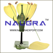 Botany Models