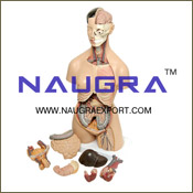 Human Anatomy Models