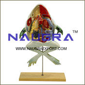 Zoology Models