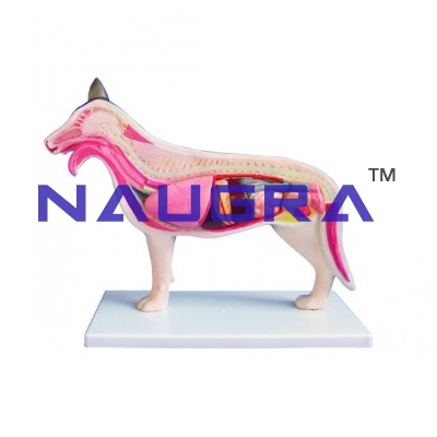 Dog Anatomy Model for Biology Lab