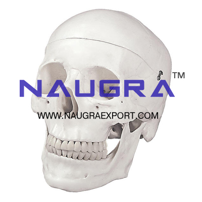 Human Skull Artificial Economy for Biology Lab