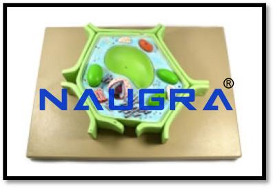 Plant Cell Model