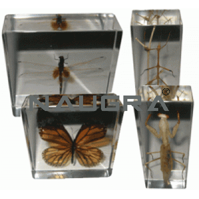 Real Life Science Specimens Insect Set, Set Of All for Biology Lab
