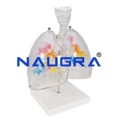 School Science Lab Anatomy Respiratory System