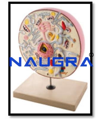 Animal Cell Model