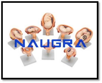 Human Embryo/Fetus Development in Utero Model Set
