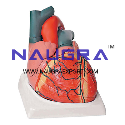 Human Heart 7 Parts Anatomy Model for Biology Lab