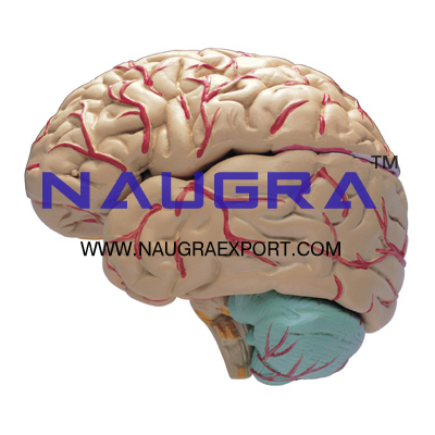 Human Brain with Arteries 9 Parts  Anatomy Model for Biology Lab