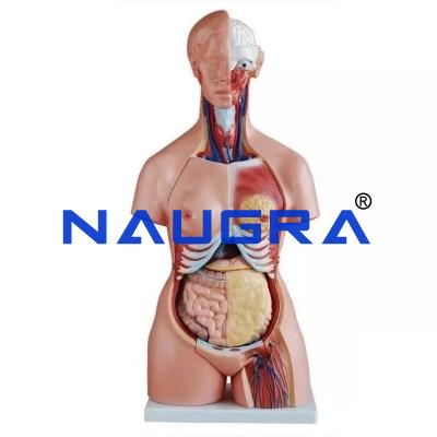 School Science Lab Human MuDAe Anatomy Models