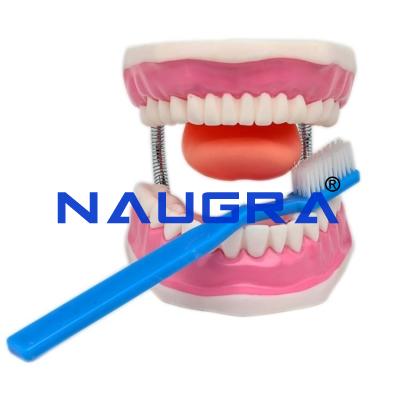 School Science Lab Dental Care Model
