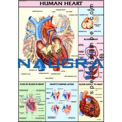 Geography Charts (POLYART PLASTIC) for Educational Lab