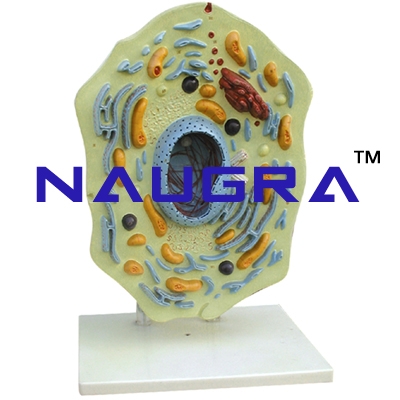 Animal Cell Three Dimensional Zoology Anatomy Model for Biology Lab