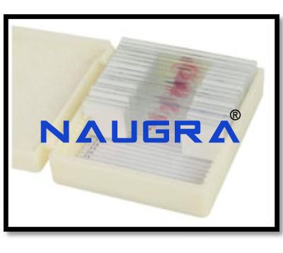 Human Tissue Slide Set