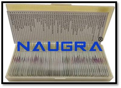 Microscope Slide Set -- Beginner (50 Slides)