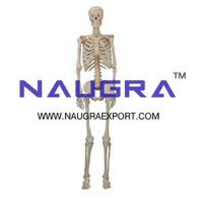 Human Skeleton Manufacturers for Teaching Equipments Lab