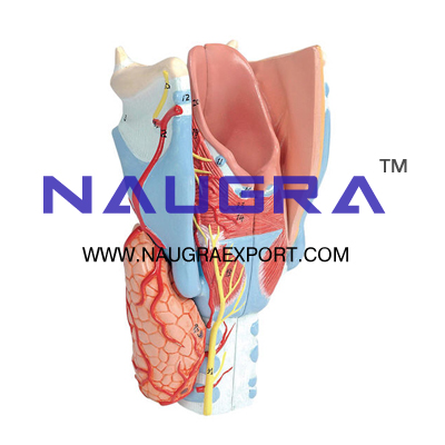 Human Larynx  Anatomy Model for Biology Lab