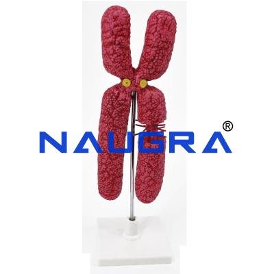 School Science Lab Anatomy Human Heart Biology Models