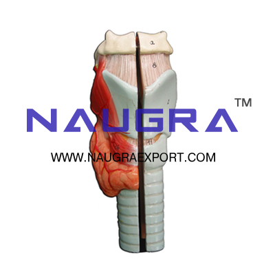 Human Larynx Anatomy Model for Biology Lab