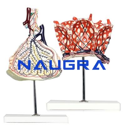 School Science Lab Respiratory System