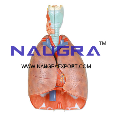 Human Lungs and Heart Anatomy Model for Biology Lab