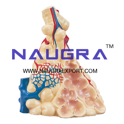 Lobule of the Lung Anatomy Model for Biology Lab