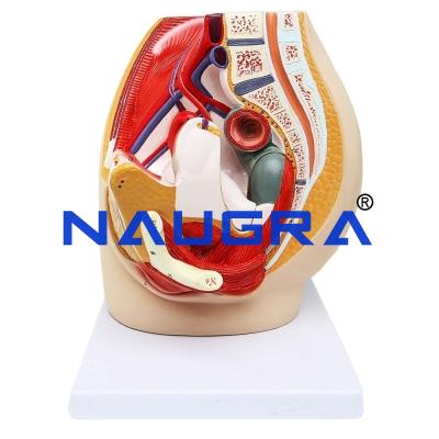 School Science Lab Urinary and Reproduction
