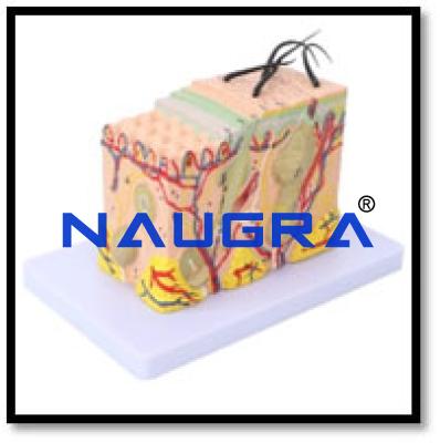 Human Skin Model