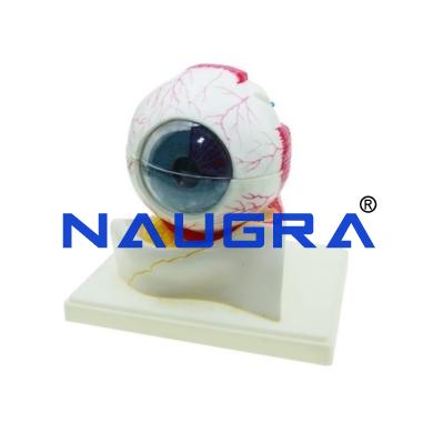 School Science Lab Eye Model