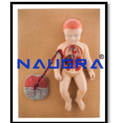 Human Fetal Circulation Model