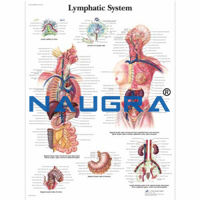 Human Physiology Charts for Educational Lab