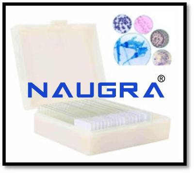 Bacteria Microscope Slide Set