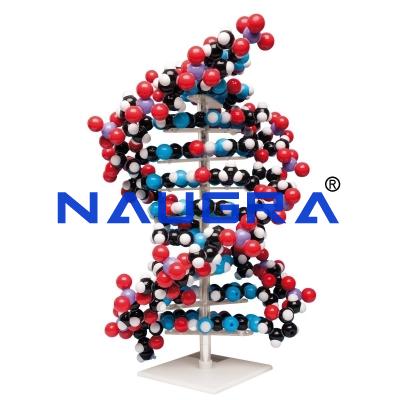 School Science Lab Molecular Model