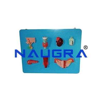 School Science Lab Human Endocrine System Model