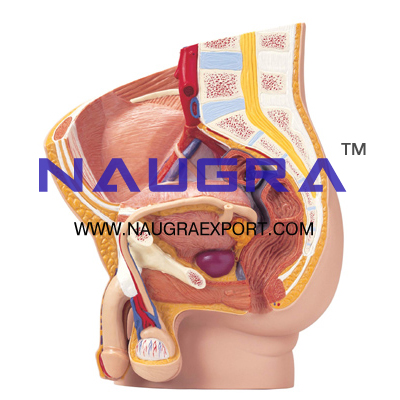 Human Male Pelvis 2 Parts Anatomy Model for Biology Lab