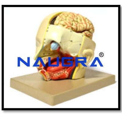 Human Head Dissection Model