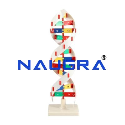 School Science Lab DNA and Virus Model