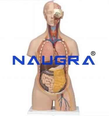 School Science Lab Human Biology
