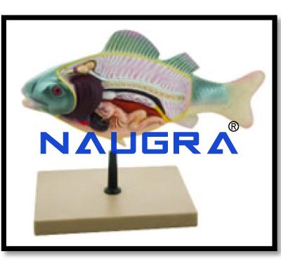 Fish Dissection Model