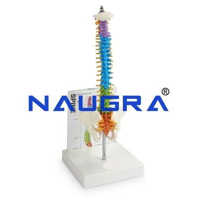 School Science Lab Biology Models