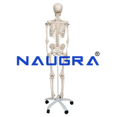 Human Skeleton and Torso Bundle Full Size