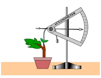 Auxanometer