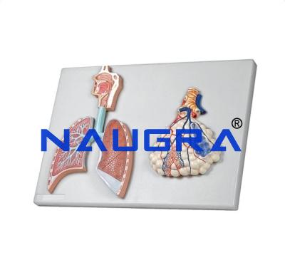 School Lab Human Physiology Models