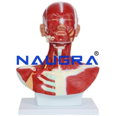 School Science Lab Head Model