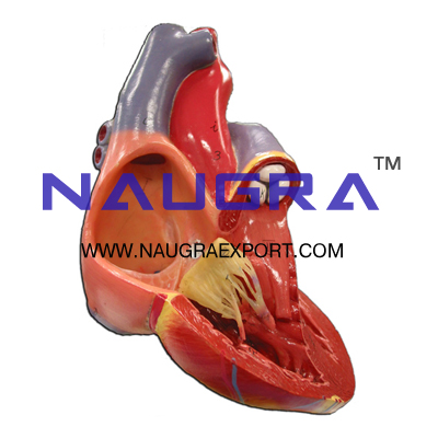 Human Heart Anatomy Model for Biology Lab