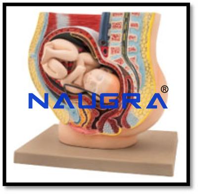 Female Pelvis at 9 Months Pregnancy Model