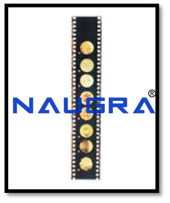 Bio Viewer Set &ndash; Cell Structure