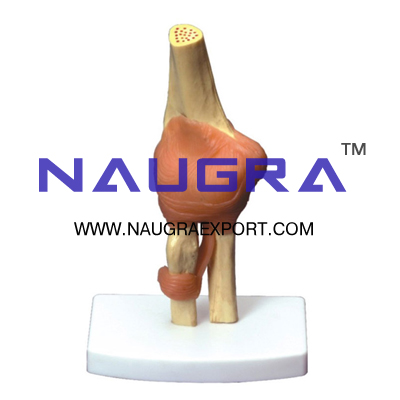 Human Anatomy Elbow Joint Model for Biology Lab