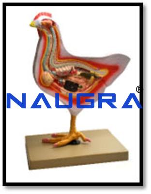 Bird Dissection Model