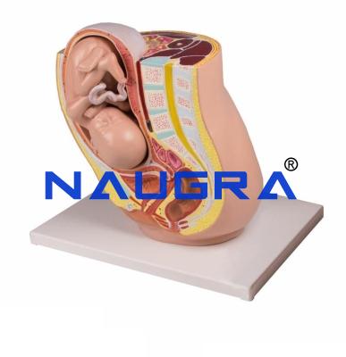 School Science Lab Anatomy Reproductive System