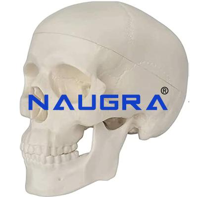School Science Lab Human Anatomy Skull Models
